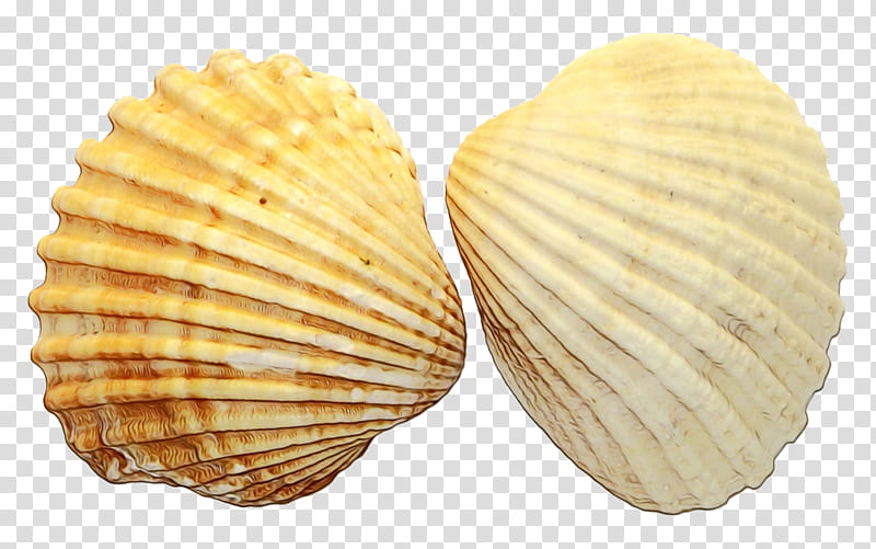 Snail, Cockle, Clam, Oyster, Seashell, Shellfish, Conchology, Bivalve transparent background PNG clipart