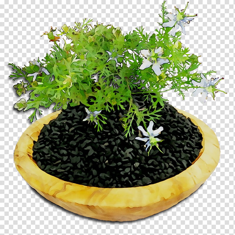 Bonsai Tree, Flowerpot, Herb, Houseplant, Duranta, Leaf, Shrub, Soil transparent background PNG clipart
