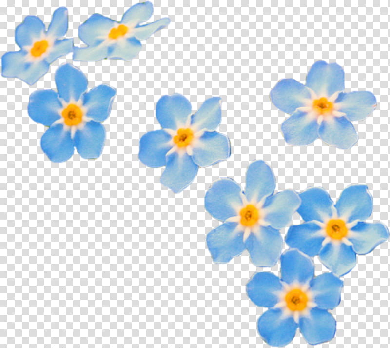 Cartoon Nature, Water Forgetmenot, Myosotis Stricta, Flower, flowers, Drawing, Scorpion Grasses, Petal transparent background PNG clipart