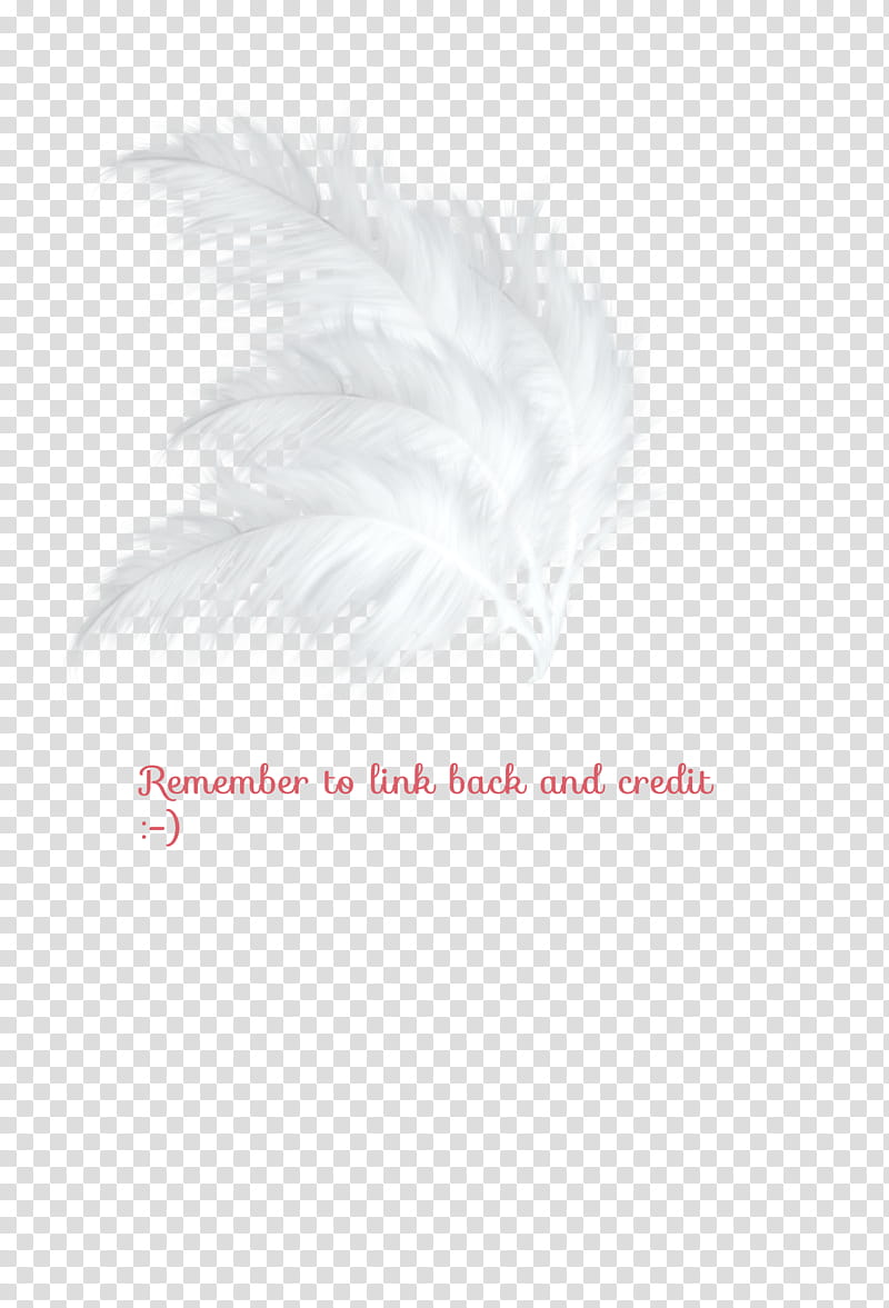 Hat Feathers transparent background PNG clipart