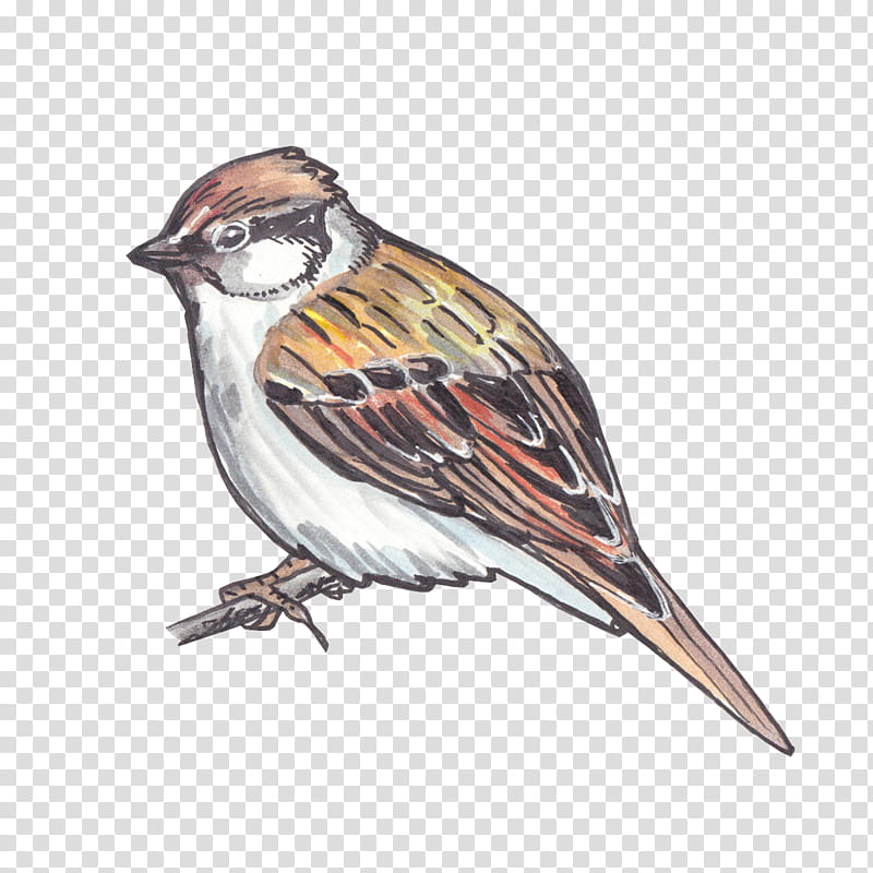 bird sparrow house sparrow chipping sparrow beak, Finch, Emberizidae, Songbird, Perching Bird transparent background PNG clipart