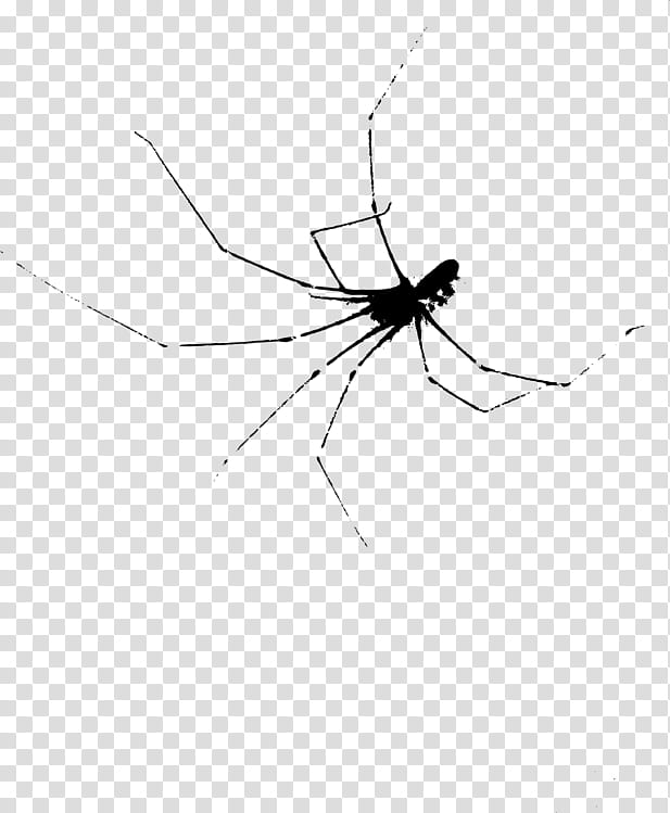 Spiders, Mosquito, Widow Spiders, Orbweaver Spiders, Insect, Stx G1800ejmvunr Yn, Line, Angle transparent background PNG clipart