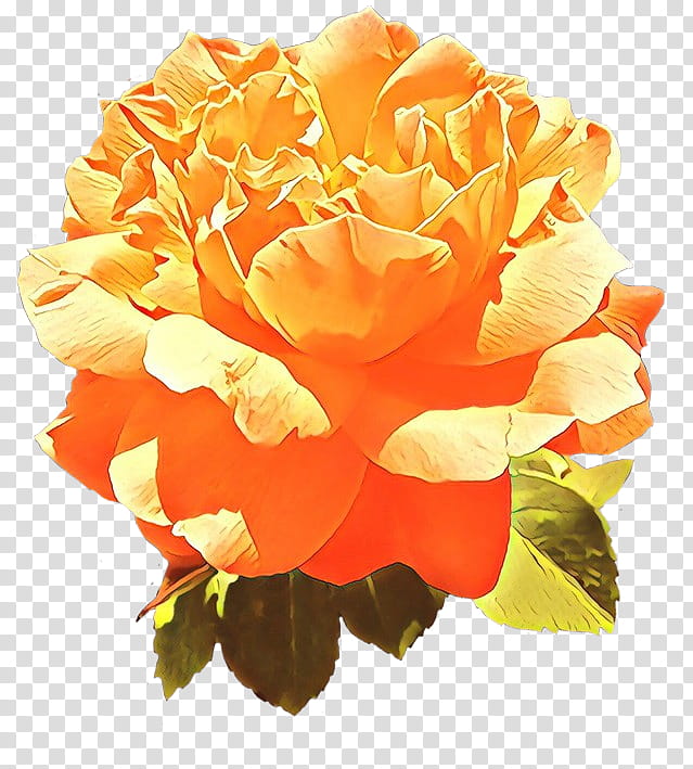 Garden roses, Cartoon, Orange, Petal, Flower, Yellow, Rose Family, Plant transparent background PNG clipart