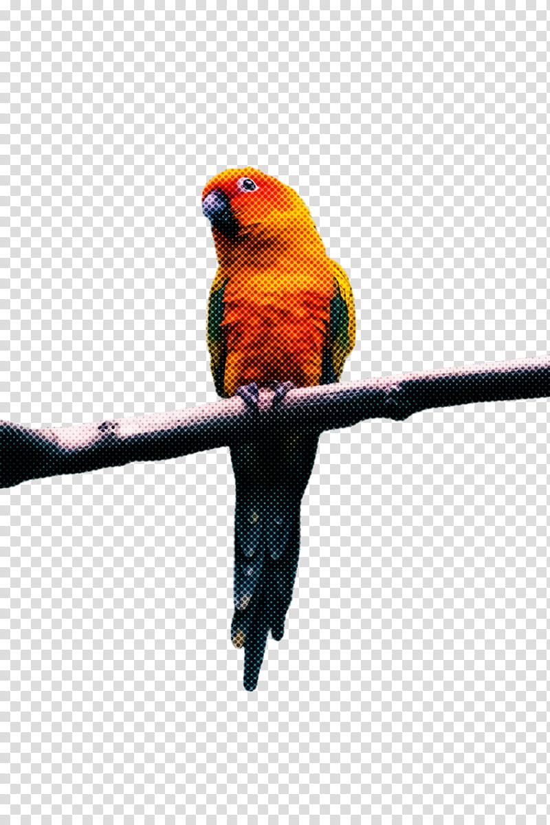 Bird Parrot, Lovebird, Macaw, Loriini, Parakeet, Feather, Beak, Pet transparent background PNG clipart