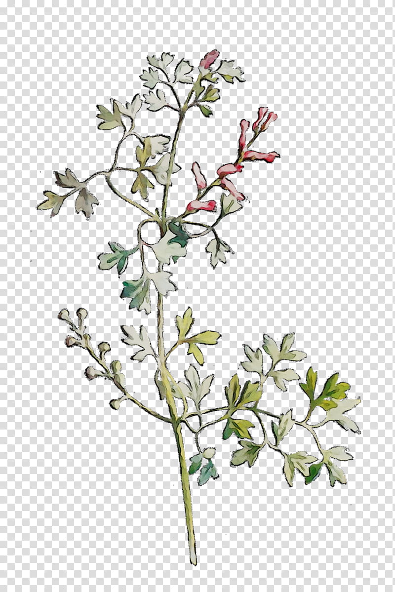 Flowers, Twig, Plant Stem, Shrub, Cut Flowers, Subshrub, Herb, Plants transparent background PNG clipart