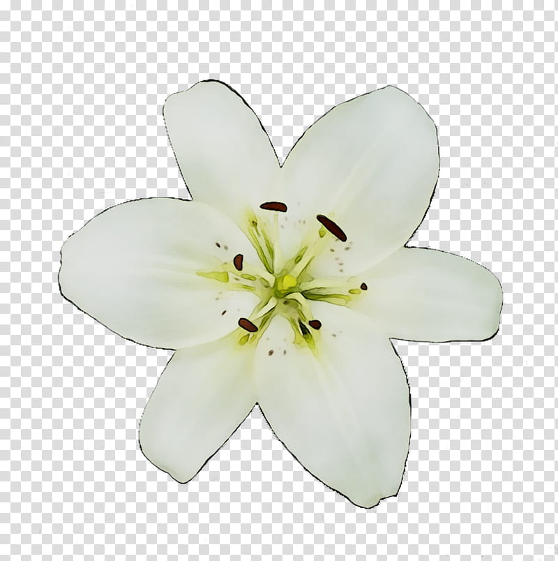 White Lily Flower, Cut Flowers, Lily M, Petal, Plant, Lily Family, Blossom, Wildflower transparent background PNG clipart