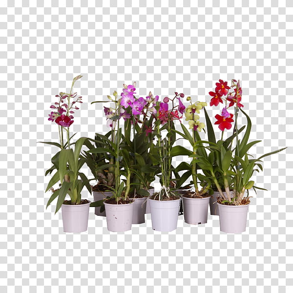 Pink Flower, Moth Orchids, Dendrobium, Cut Flowers, Dancinglady Orchid, Plants, Houseplant, Flowerpot transparent background PNG clipart