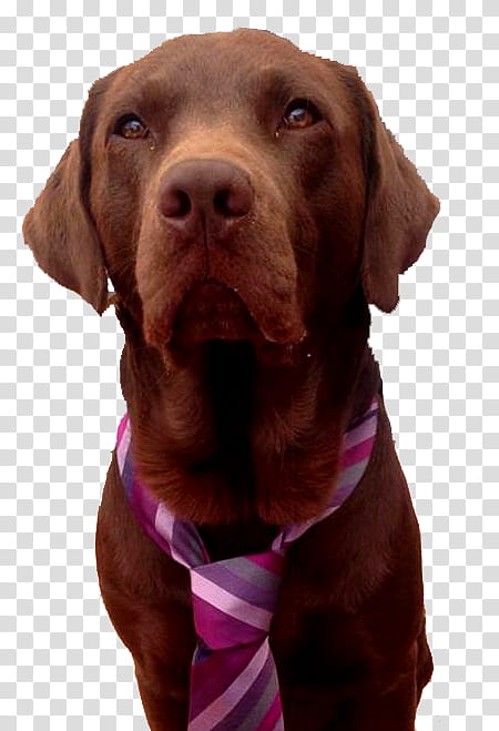 dog dog breed labrador retriever vizsla sporting group, Dog Collar transparent background PNG clipart
