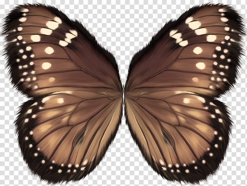 Object Wings , brown and white butterfly transparent background PNG clipart