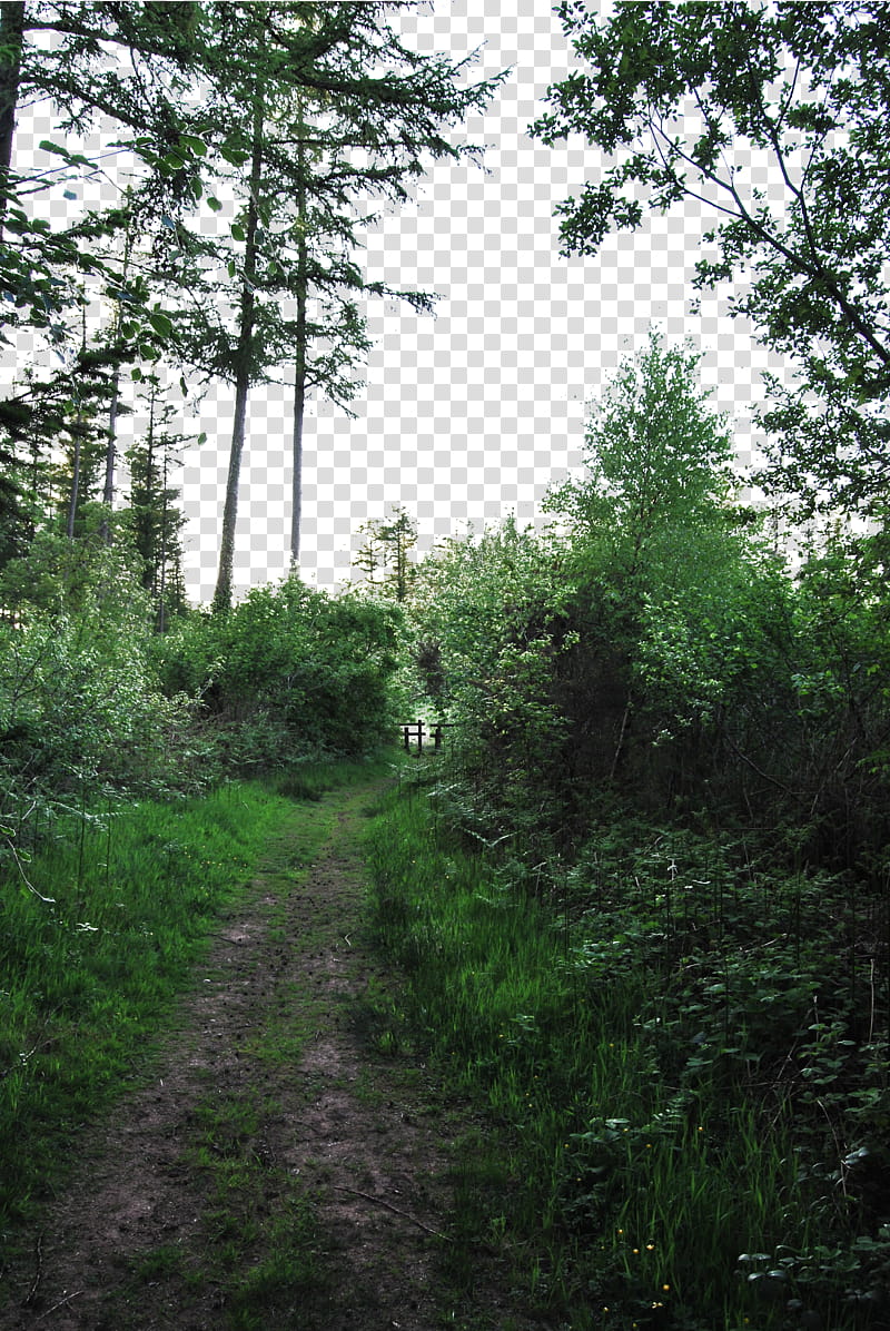 Forest foreground, green-leafed plants transparent background PNG clipart