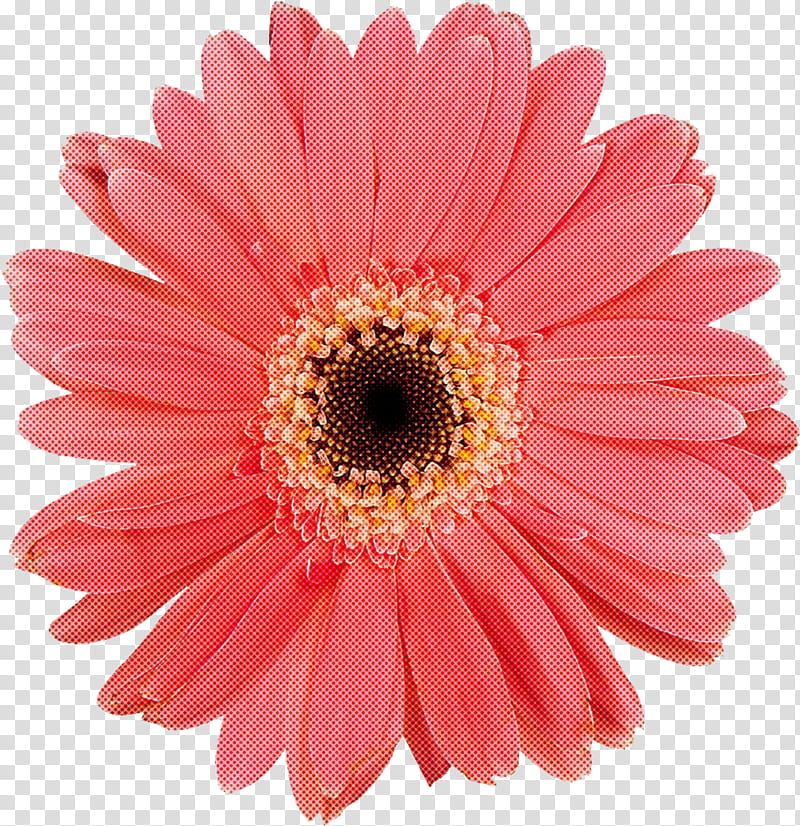 flower barberton daisy gerbera pink petal, Plant, Cut Flowers, Marguerite Daisy, Daisy Family transparent background PNG clipart