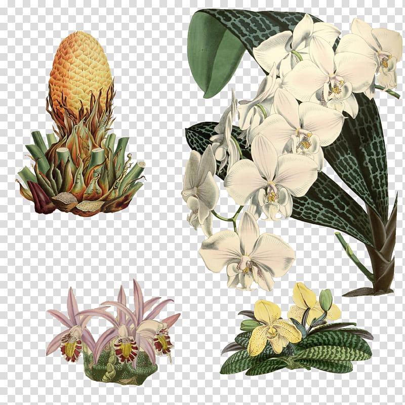 Variety of  Flowers , several assorted-color flowering plants transparent background PNG clipart