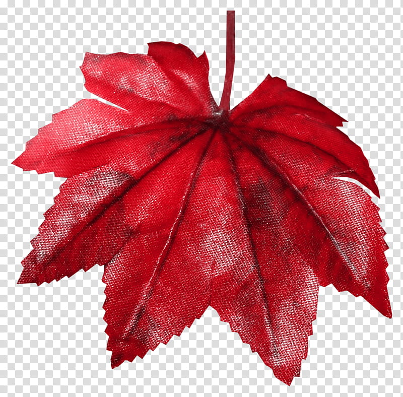 Maple leaf, Red, Tree, Plant, Woody Plant, Flower, Deciduous transparent background PNG clipart