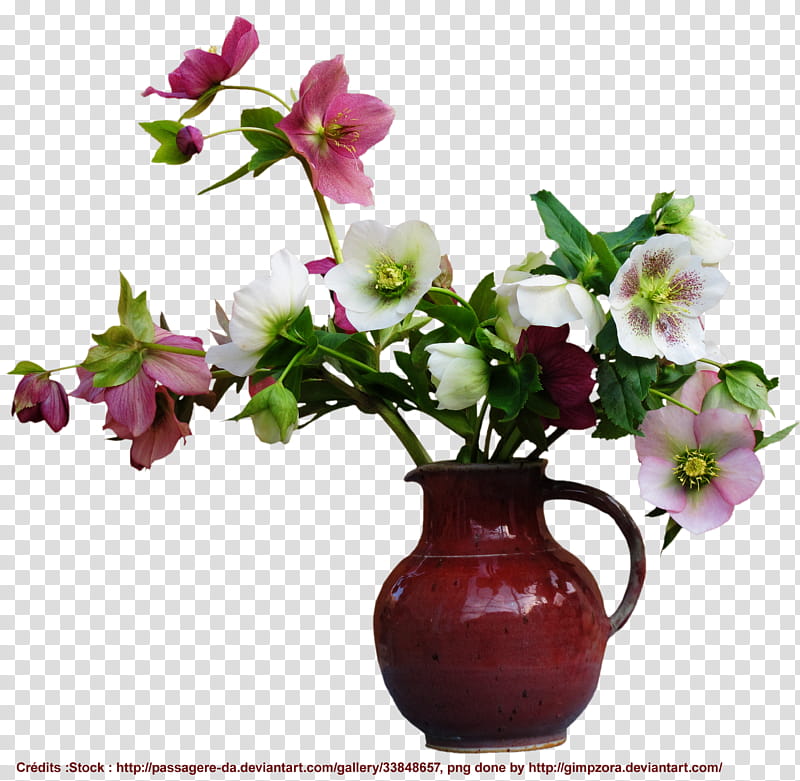 Hellebore cut off, white and pink petaled flowers transparent background PNG clipart