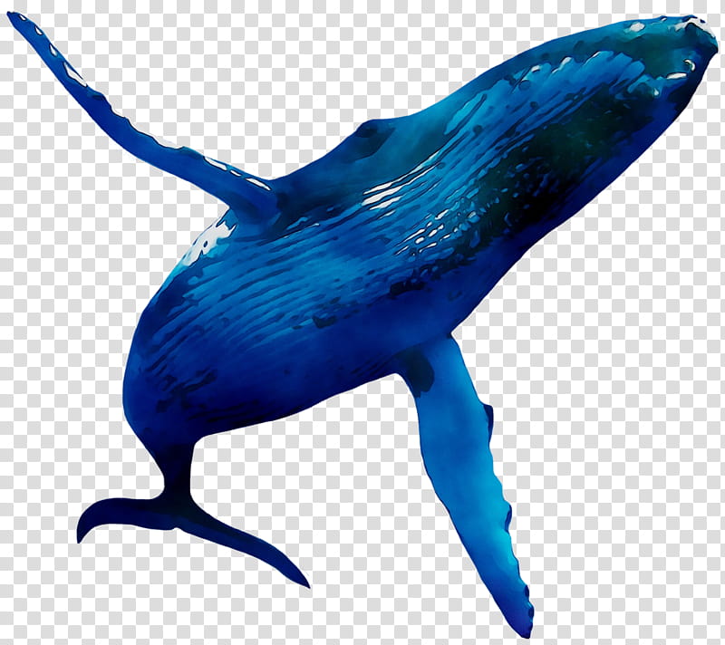 Whale, Dolphin, Whales, Humpback Whale, Blue Whale, Humpback Dolphin, Animal Figure, Cetacea transparent background PNG clipart