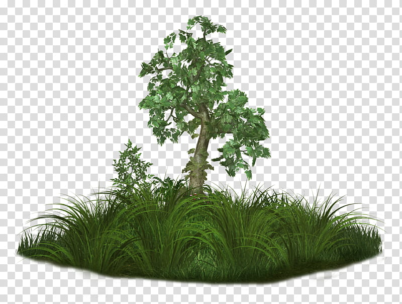 Tree free, green grass field and tree painting transparent background PNG clipart
