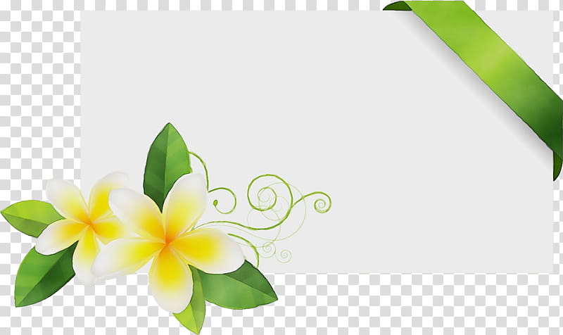 frangipani flower green petal plant, Flos Plumeriae Flower Frame, Floral Frame, Watercolor, Paint, Wet Ink transparent background PNG clipart
