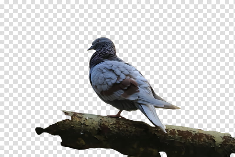 Dove Bird, Pigeon, Peace, Dove, Pigeons And Doves, American Sparrows, Beak, Feather transparent background PNG clipart