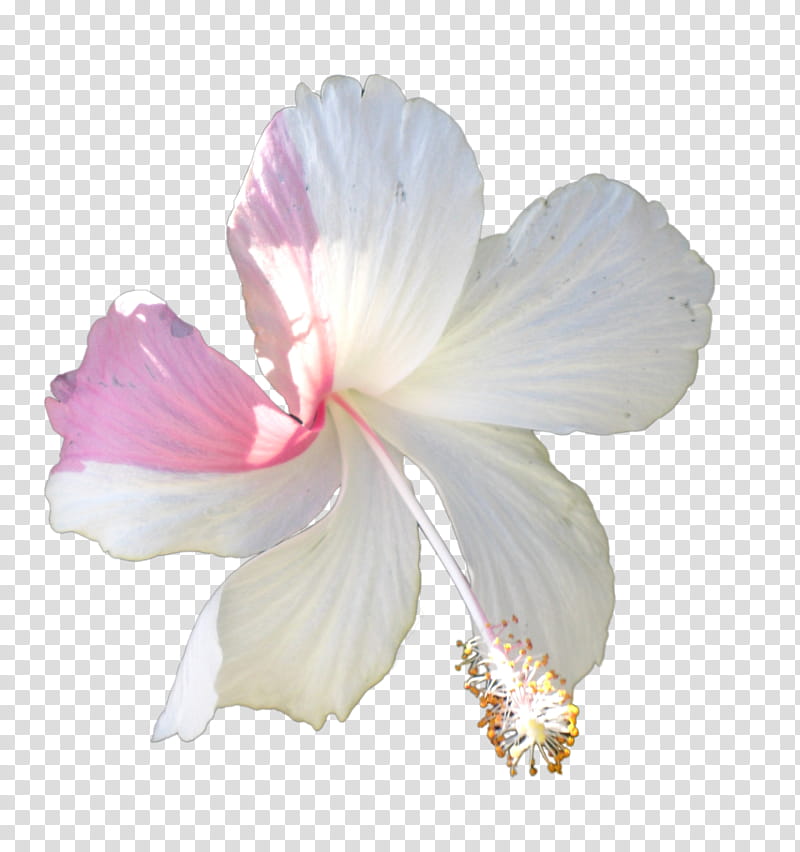 Hawaiian Flowers, white Chinese Hibiscus flower transparent background PNG clipart