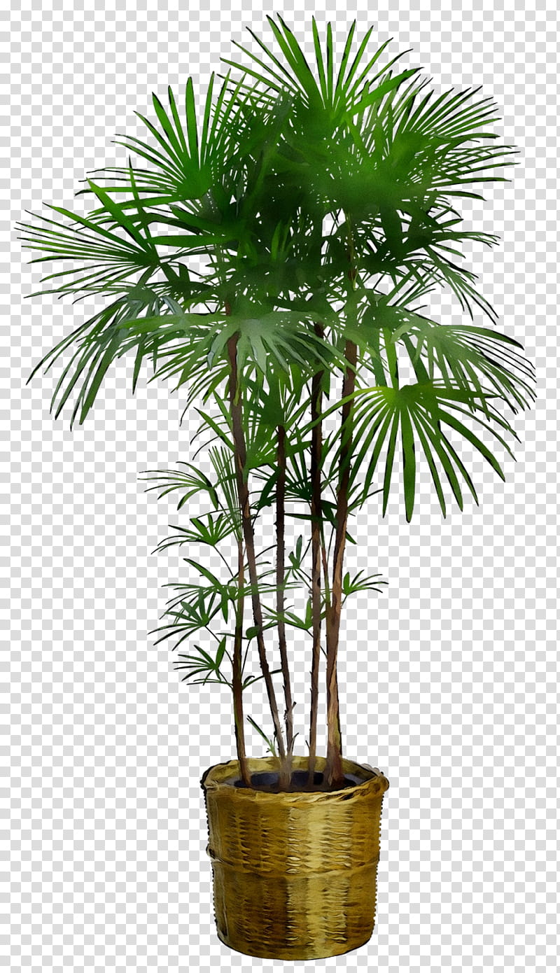 Palm Tree, Dracaena Reflexa, Houseplant, Plants, Furniture, Garden, Swiss Cheese Plant, Variegation transparent background PNG clipart
