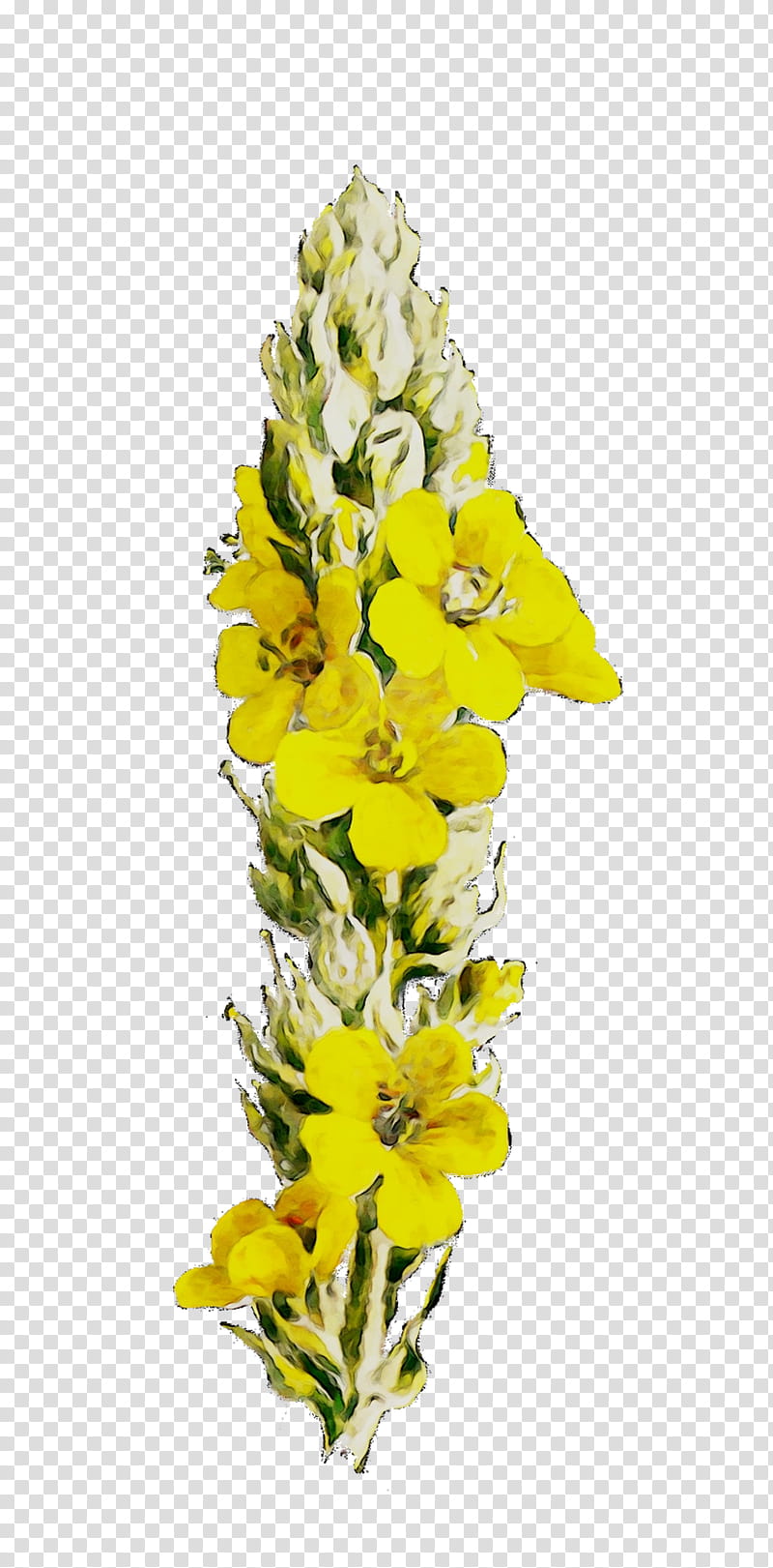 Flowers, Cut Flowers, Floral Design, Mullein, Yellow, Plants, Verbascum, Yellow Toadflax transparent background PNG clipart