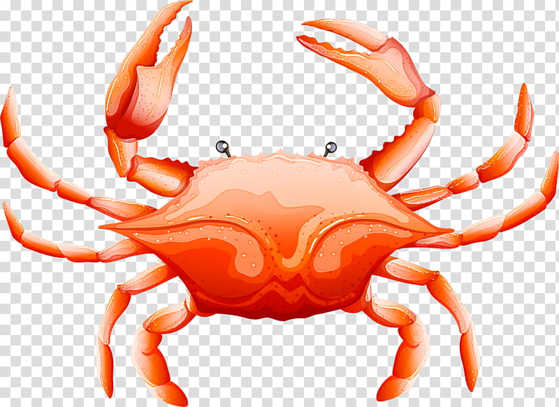 crab rock crab cancridae freshwater crab dungeness crab, King Crab, Seafood, Decapoda, Horsehair Crab transparent background PNG clipart