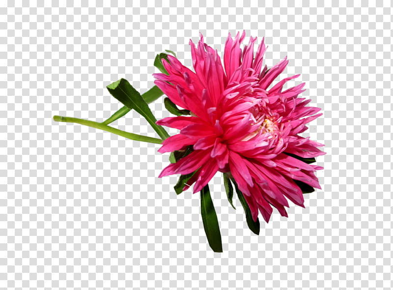 Artificial flower, Flowering Plant, Pink, China Aster, Petal, Cut Flowers transparent background PNG clipart