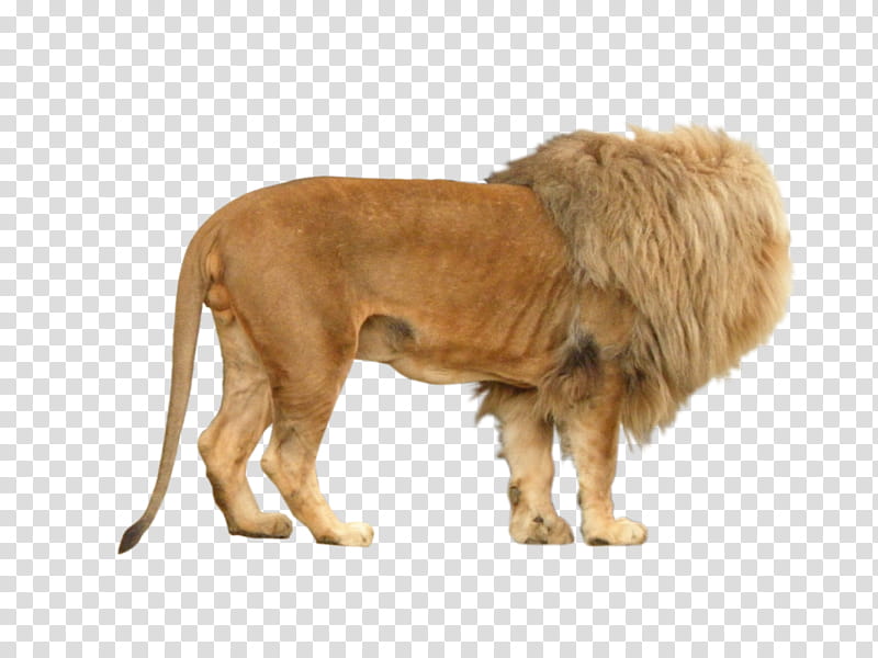 Lion Male , male lion transparent background PNG clipart