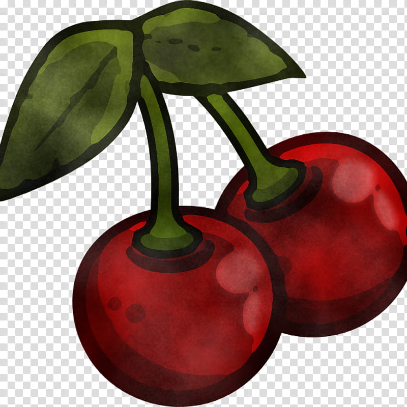 cherry plant leaf tree fruit, Flower, Drupe, Purple Mangosteen transparent background PNG clipart