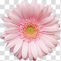 Mini , pink Gerbera daisy flower in bloom transparent background PNG clipart