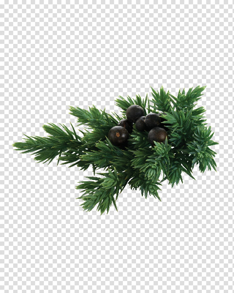 tree white pine plant oregon pine leaf, Woody Plant, Red Juniper, Grass, Conifer transparent background PNG clipart