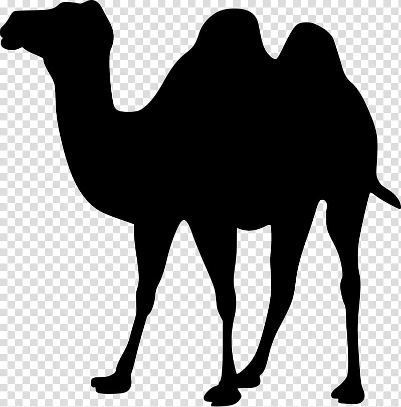 Dromedary Camel, Silhouette, Drawing, Camelid, Arabian Camel, Bactrian Camel, Wildlife, Live transparent background PNG clipart