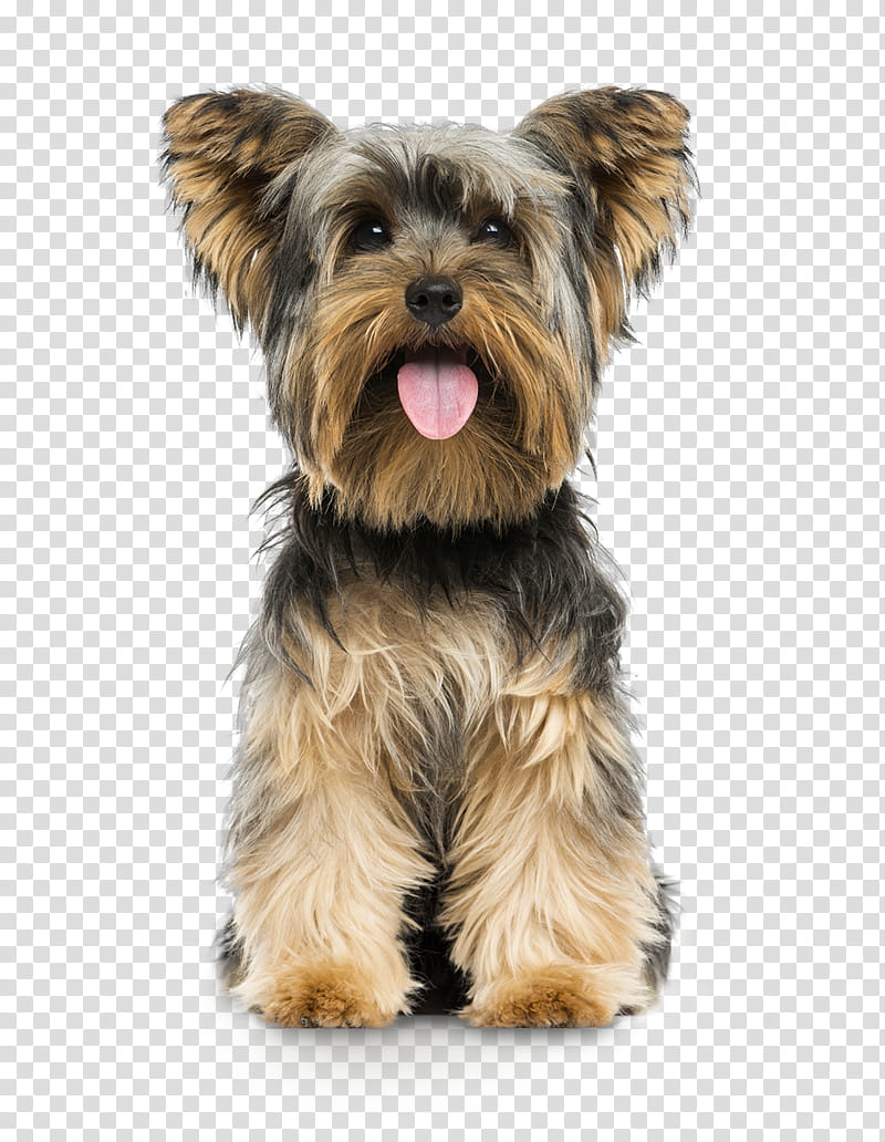 dog yorkshire terrier puppy terrier small terrier transparent background PNG clipart