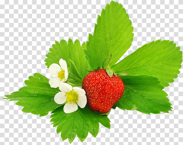 Green Leaf, Strawberry, Food, Berries, Fruit, Fragaria Viridis, Kiwifruit, Raisin transparent background PNG clipart