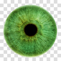 Iris , green eye illustration transparent background PNG clipart
