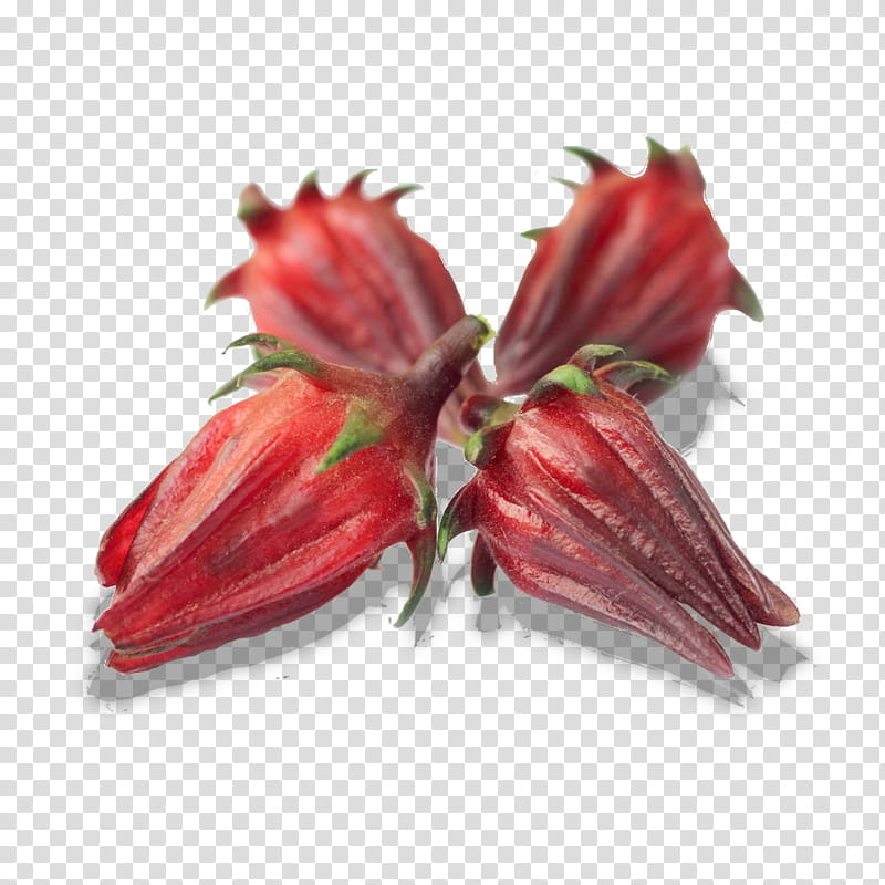 flower red plant hibiscus amaryllis belladonna, Petal, Hippeastrum transparent background PNG clipart