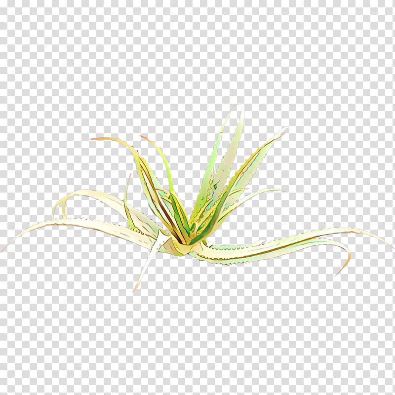 Green Grass, Plant Stem, Grasses, Plants, Leaf, Grass Family, Flower, Crinum transparent background PNG clipart