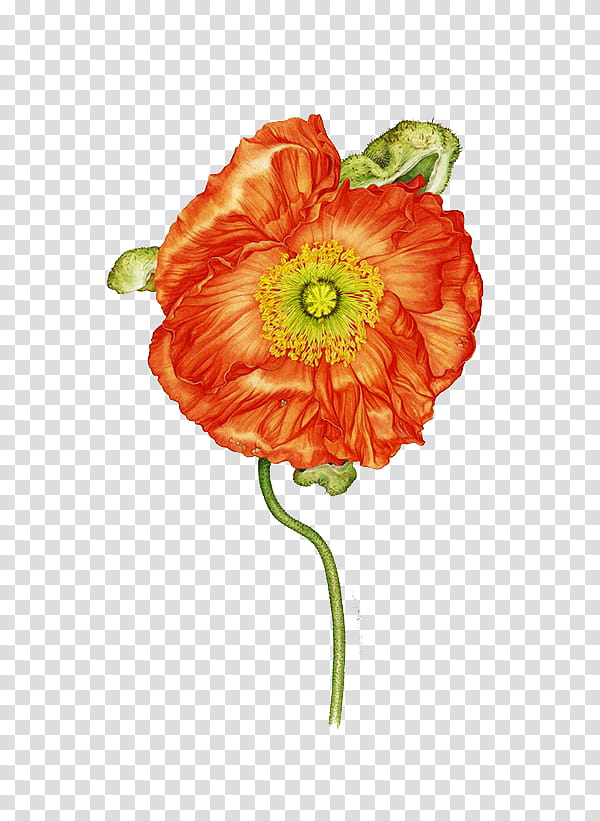 , orange poppy flower in bloom transparent background PNG clipart