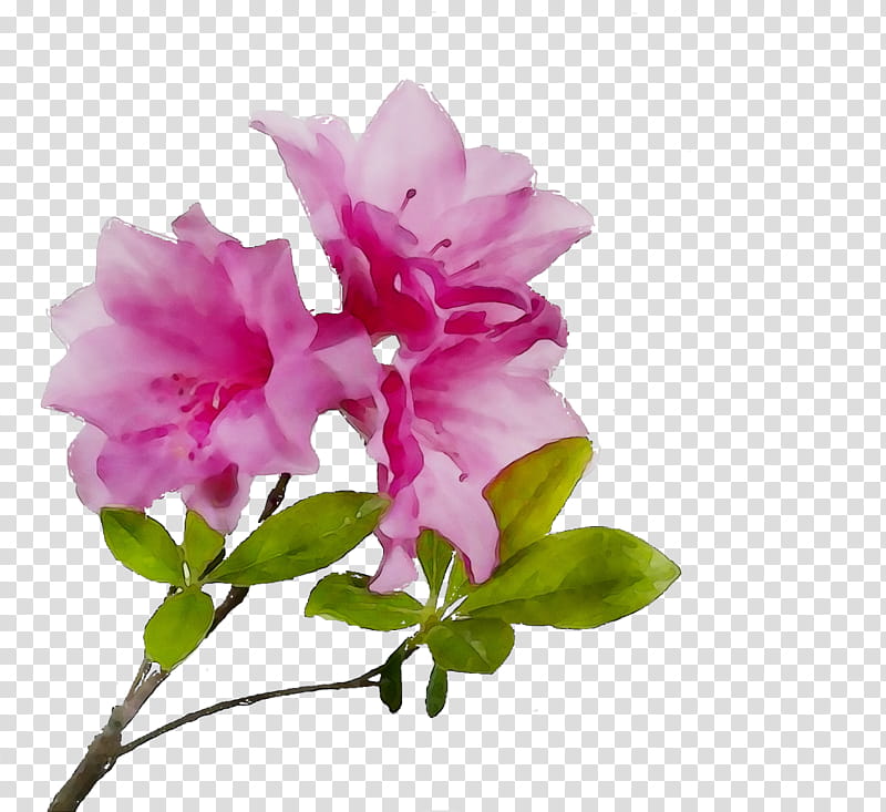 Pink Flower, Thought, Idea, Azalea, Hindi, World, Choice, Calendar transparent background PNG clipart