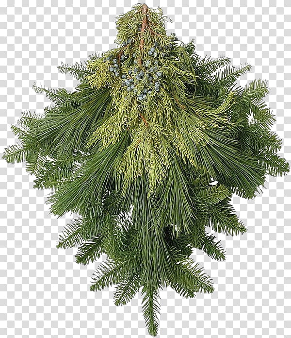 columbian spruce white pine yellow fir tree plant, Cartoon, Shortleaf Black Spruce, Red Juniper, Red Pine, American Larch, River Juniper transparent background PNG clipart
