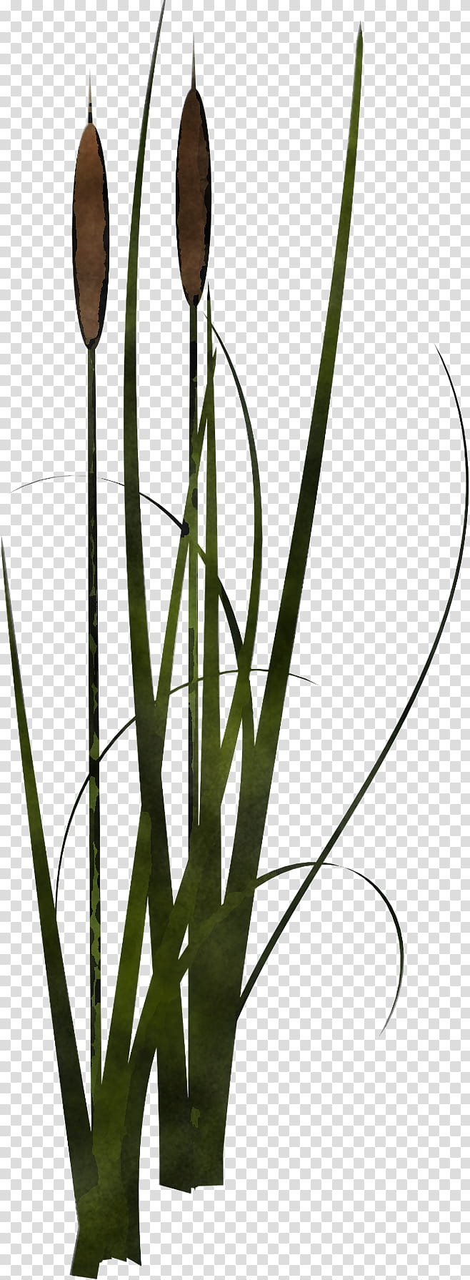 plant flower bulrush grass family plant stem, Soft Flag, Allium transparent background PNG clipart