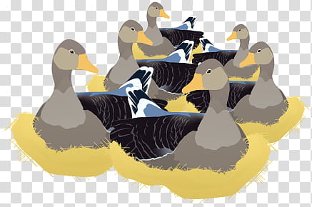 Six Geese A-Laying, drawing of gray and black ducks transparent background PNG clipart