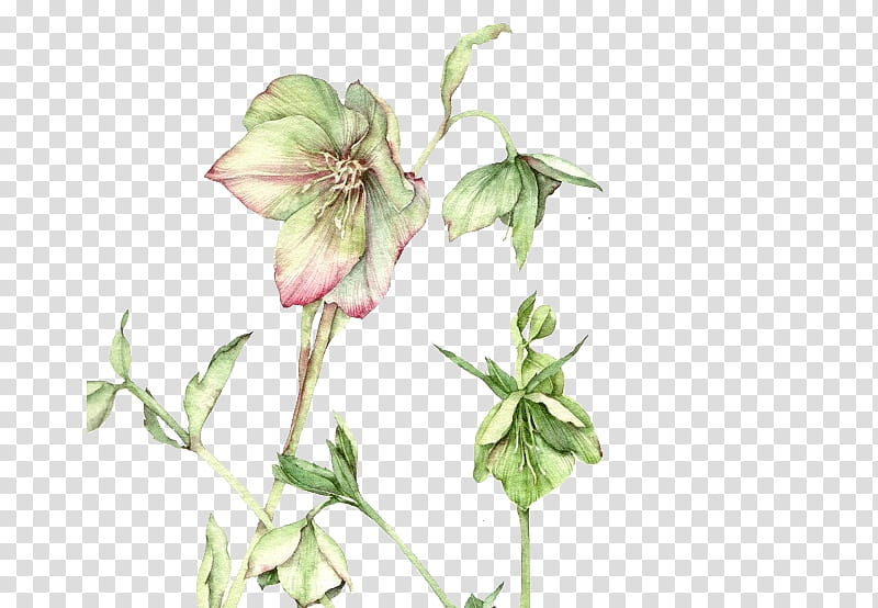, green Christmas rose flower in bloom transparent background PNG clipart