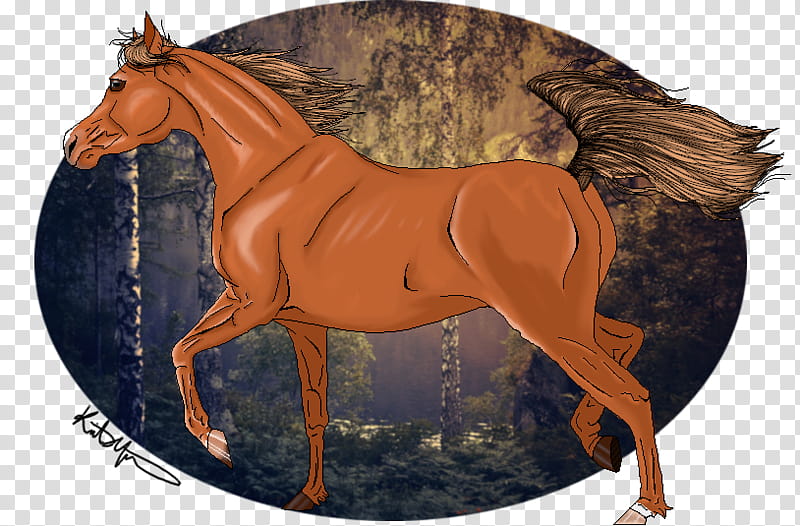 Egyptian Arabian Mare, Portfolio Page  transparent background PNG clipart