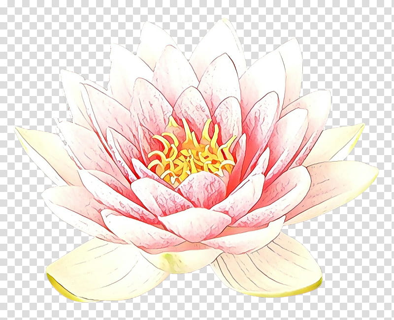 flower pink petal plant aquatic plant, Cartoon, Water Lily, Lotus Family, Flowering Plant, Sacred Lotus transparent background PNG clipart
