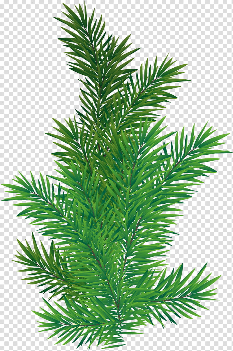 Christmas Black And White, Branch, Conifer Cone, Scots Pine, Tree, Conifers, Shortleaf Black Spruce, Columbian Spruce transparent background PNG clipart