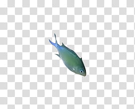 gray fish transparent background PNG clipart