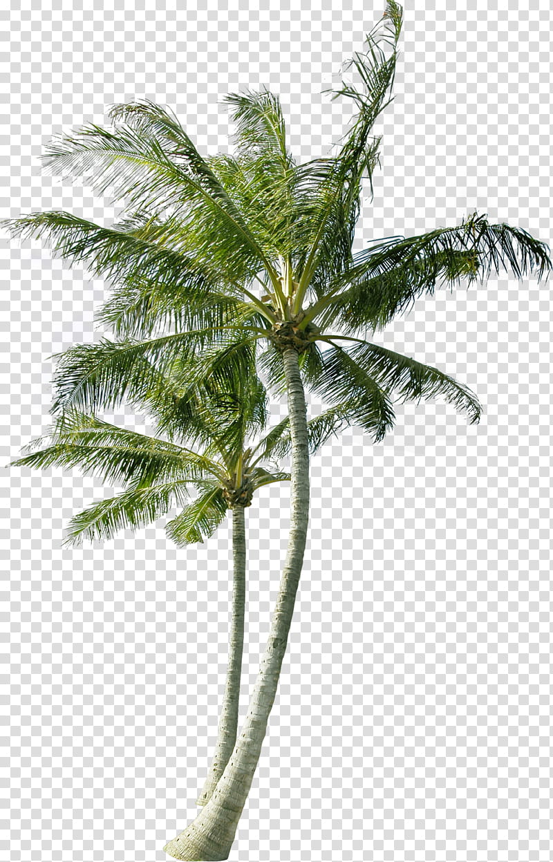 Date Tree Leaf, Coconut, Palm Trees, Asian Palmyra Palm, Web Design, Borassus, Plant, Arecales transparent background PNG clipart