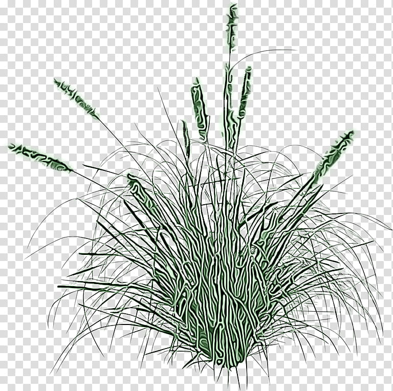 grass plant elymus repens flowering plant grass family, Chives, Terrestrial Plant, Sweet Grass, Chrysopogon Zizanioides transparent background PNG clipart