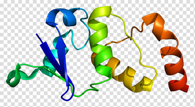 Kcnd2 Line, Voltagegated Potassium Channel, Cardiac Transient Outward Potassium Current, Protein, Voltagegated Ion Channel, Kcnd3, Cation Channel Superfamily, Genome transparent background PNG clipart